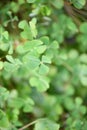 Four leaf clover, Marsilea quadrifolia, close-up leaves